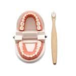 Jeu brossage de dents – “Dentier Montessori” - jeux éducatif montessori